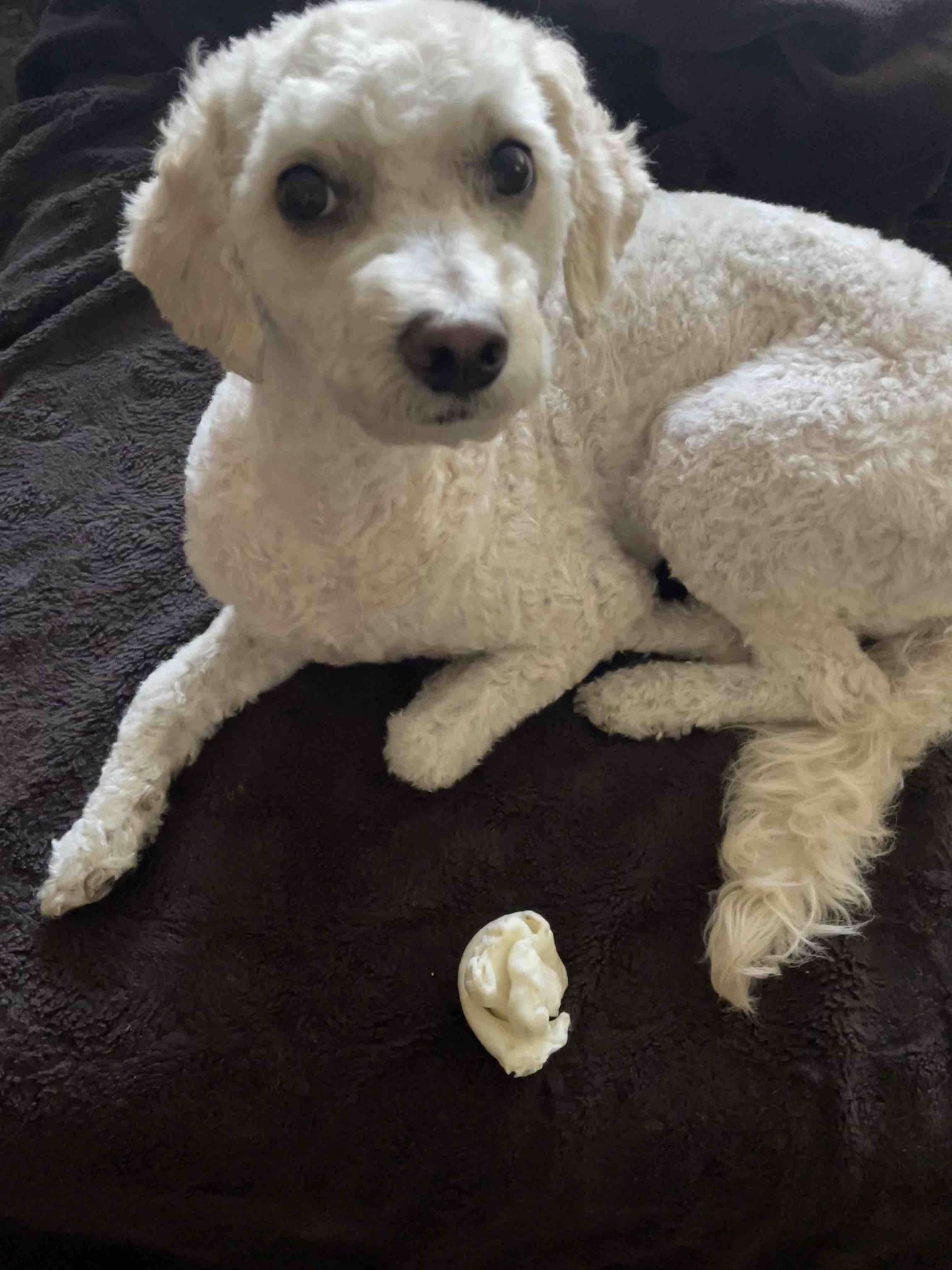 Кавапу (Cavapoo) фото 2