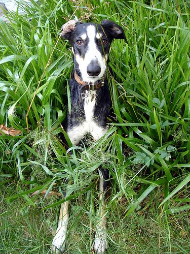 Уиппет (Whippet) фото 5