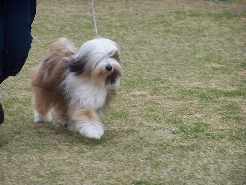 Тибетский терьер фото 11