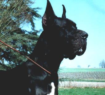 Немецкий дог (Great Dane) фото 12