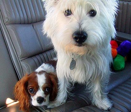 Вест‑хайленд‑уайт‑терьер фото 6