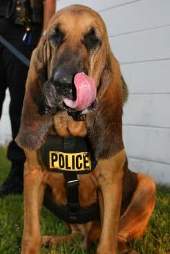 Кровяная гончая (бладхаунд) фото 10