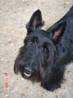 Шотландский терьер (скотч‑терьер) фото 3