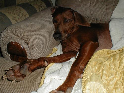 Редбоун‑кунхаунд (Redbone Coonhound) фото 9