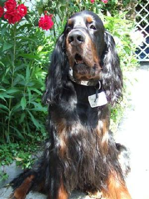 Шотландский сеттер (гордон-сеттер) фото 11