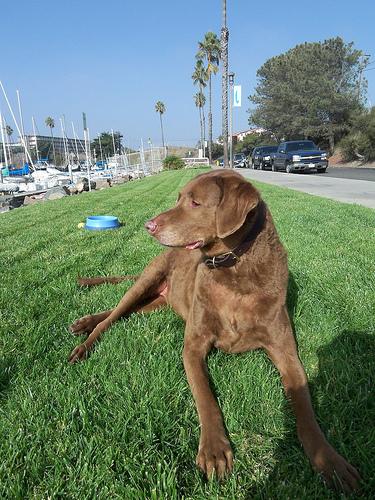 Чесапик‑бей‑ретривер фото 1