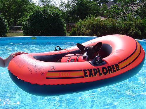 Вельш‑корги кардиган фото 8