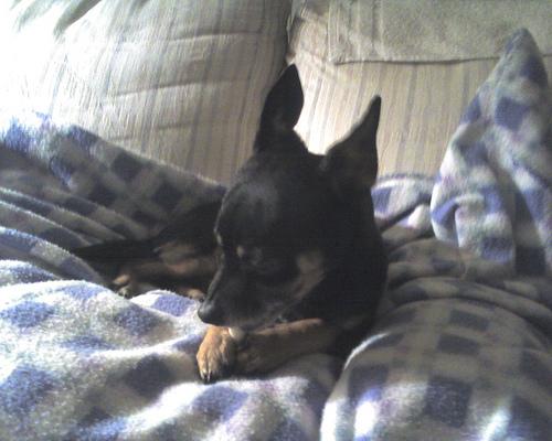 Миниатюрный пинчер (цвергпинчер) фото 12