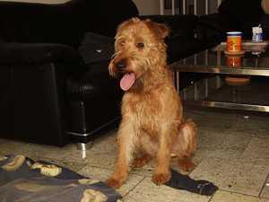 Ирландский терьер фото 11