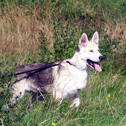 Американская эскимосская собака (Eskimo) фото 5