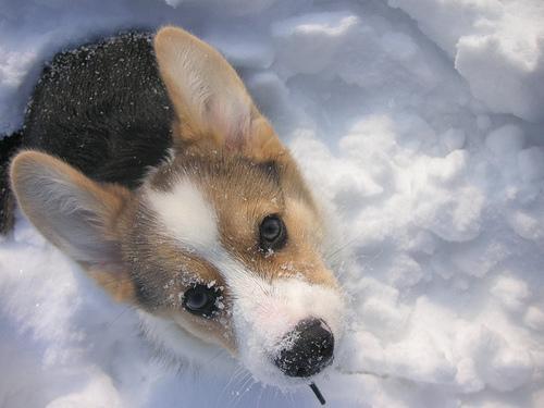 Вельш‑корги пемброк фото 12