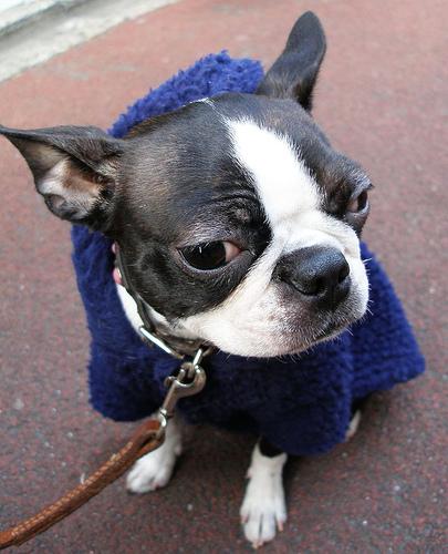 Бостон‑терьер фото 1