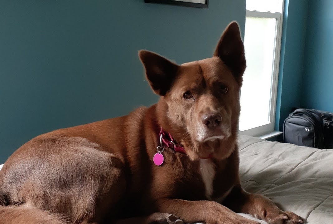 Австралийский келпи фото 2