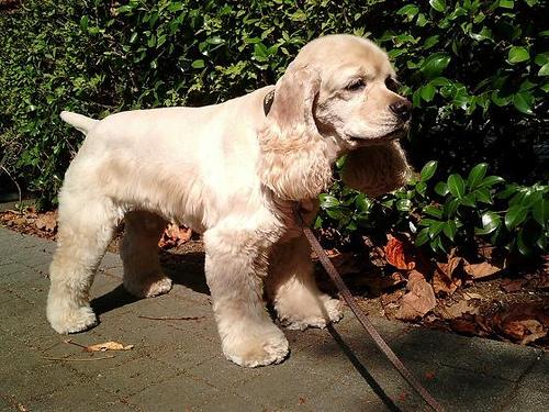 Английский кокер‑спаниель фото 2