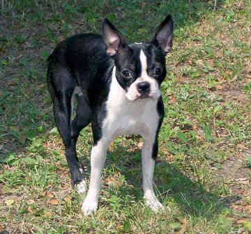 Бостон‑терьер фото 12