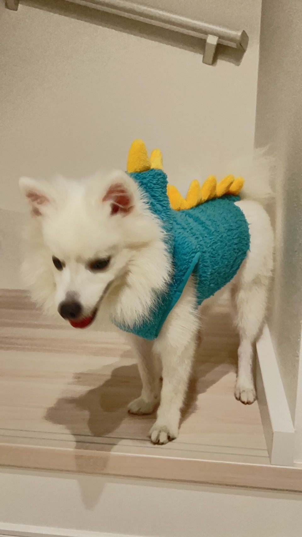 Японский шпиц фото 5