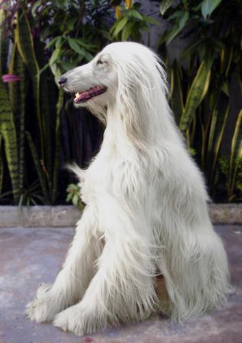 Афганская борзая (hound‑afghan) фото 8