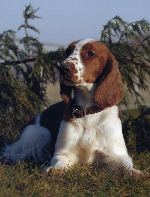 Вельш‑спрингер‑спаниель фото 7