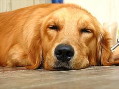 Золотистый ретривер (Golden Retriever) фото 8