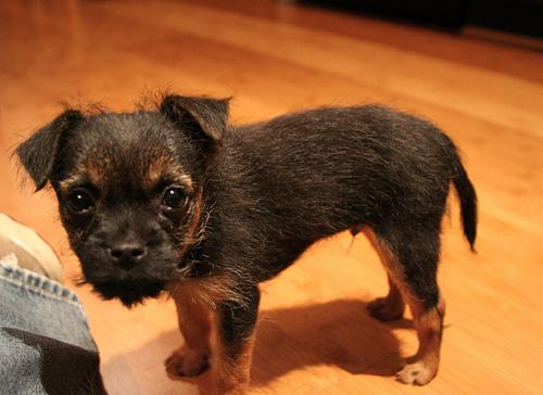 Бордер‑терьер фото 11