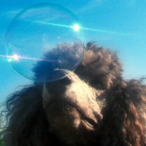 Стандартный пудель фото 6