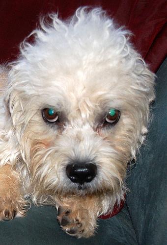 Денди‑динмонт‑терьер фото 2