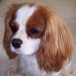 Кавалер‑кинг‑чарльз‑спаниель (тип бленхейм) фото 12