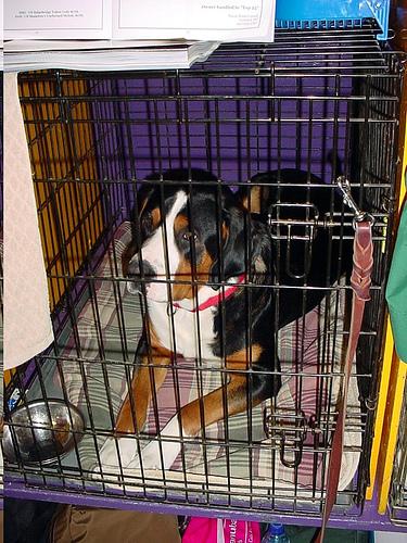 Бернская горная пастушья собака (бернский зенненхунд) фото 4