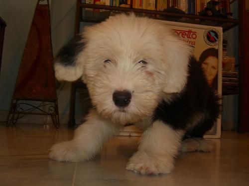 Английская овчарка (английская пастушья собака) фото 10