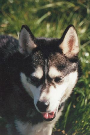 Американская эскимосская собака (Eskimo) фото 9