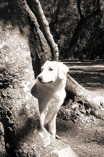 Кувас фото 8