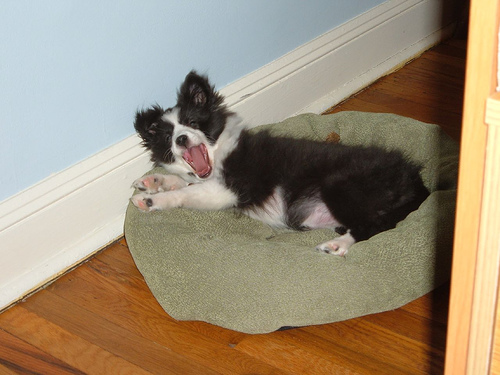 Шетландская овчарка (шелти) фото 4