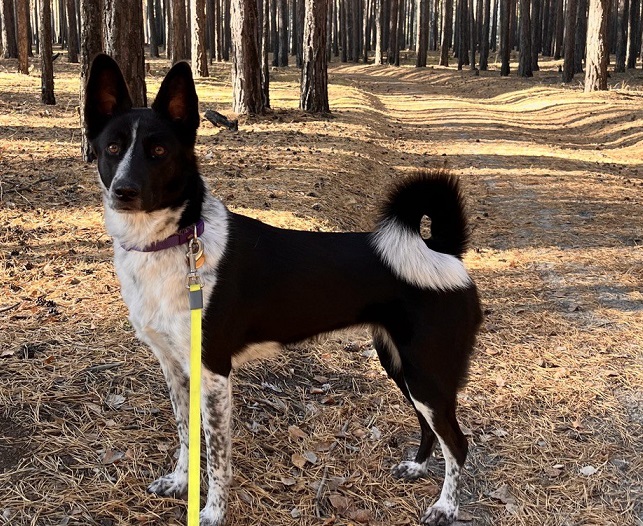 Метис (mix) фото 11