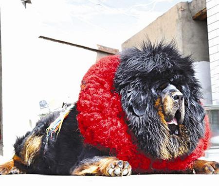 Тибетский мастиф фото 2