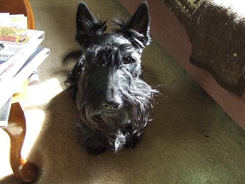 Шотландский терьер (скотч‑терьер) фото 5