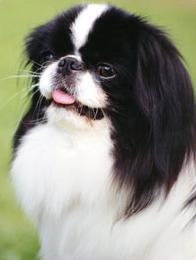 Японский спаниель (хин) фото 3