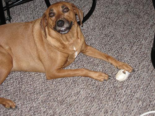 Редбоун‑кунхаунд (Redbone Coonhound) фото 2