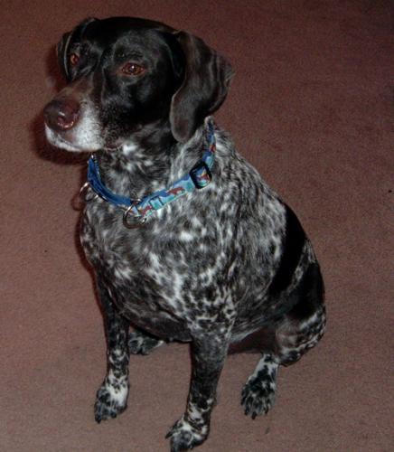 Немецкий пойнтер (курцхаар) — фото породы