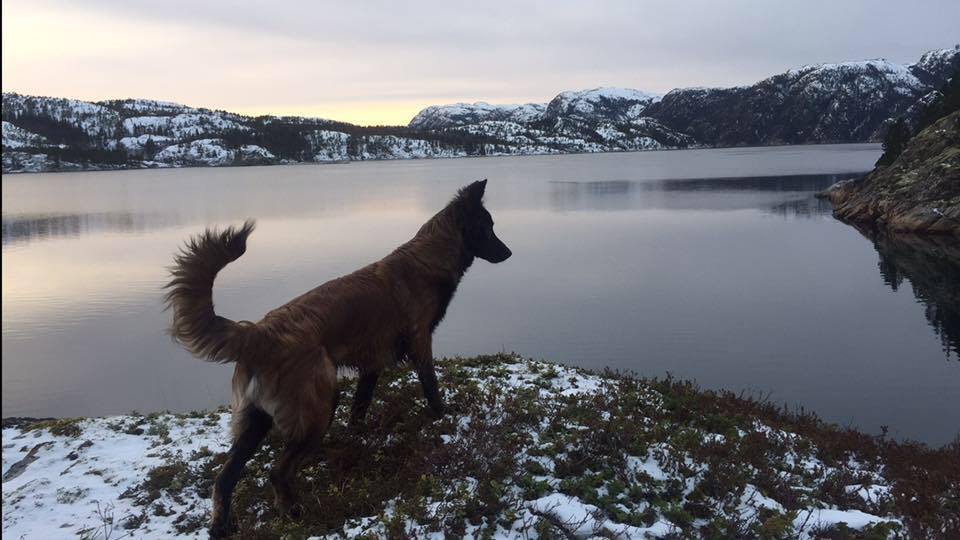 Бельгийская овчарка тервюрен фото 4