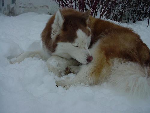 Сибирский хаски фото 5