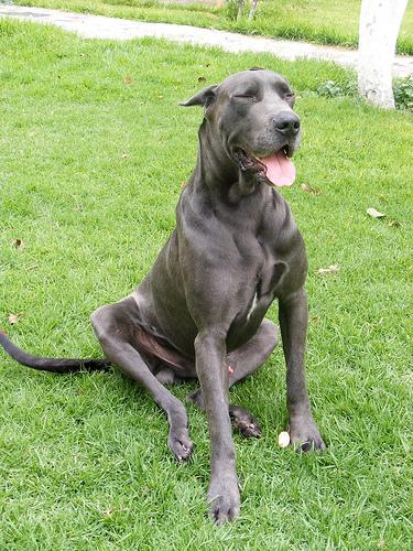 Немецкий дог (Great Dane) фото 6