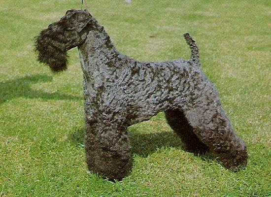 Керри‑блю‑терьер фото 2