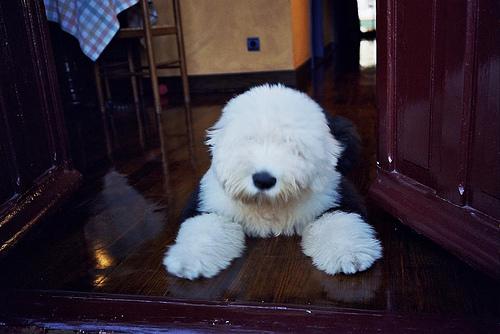 Английская овчарка (английская пастушья собака) фото 11