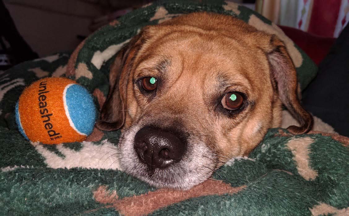 Пагль (пуггл) фото 2