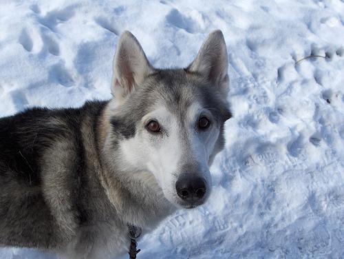 Сибирский хаски фото 1