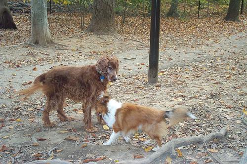 Ирландский сеттер фото 2