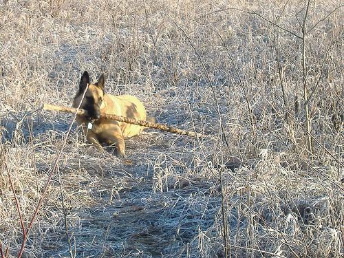 Бельгийская овчарка малинуа фото 4