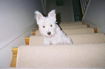 Вест‑хайленд‑уайт‑терьер фото 10