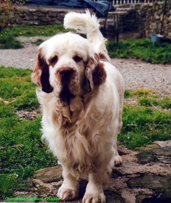 Кламбер‑спаниель фото 1