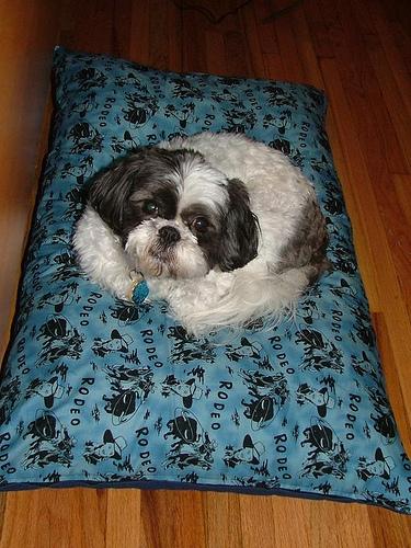 Ши-тцу фото 4